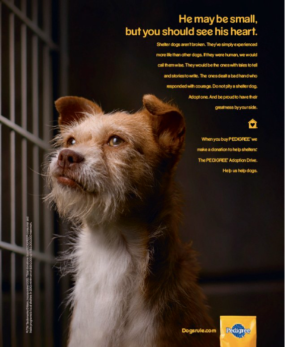 A dog looking out the window